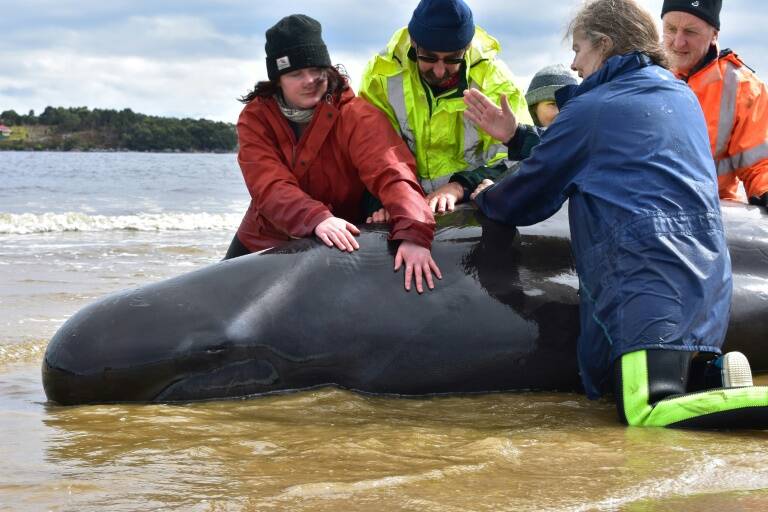 Australia - environment - animal - whales