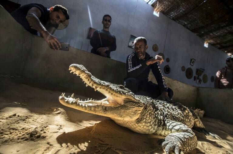 Egypte - socit - tourisme - animaux - insolite