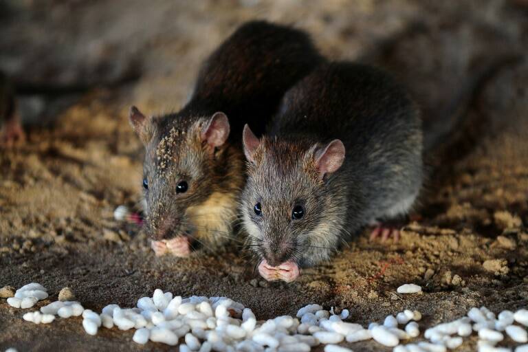 Science - animal - rats
