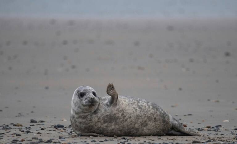 Allemagne,clima,Animaux,environnement