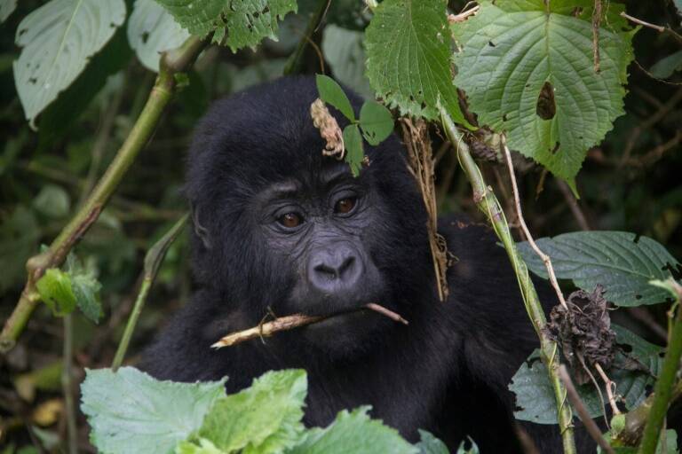 Uganda, Rwanda, environment, gorilla