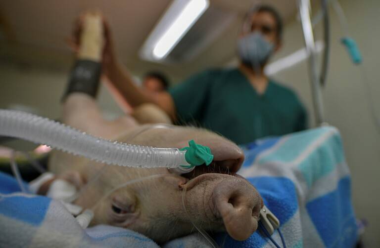 pandemia,virus,salud,ciencias,Panamá