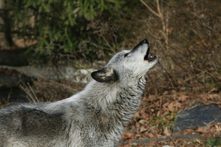US - animal - wildlife - wolves