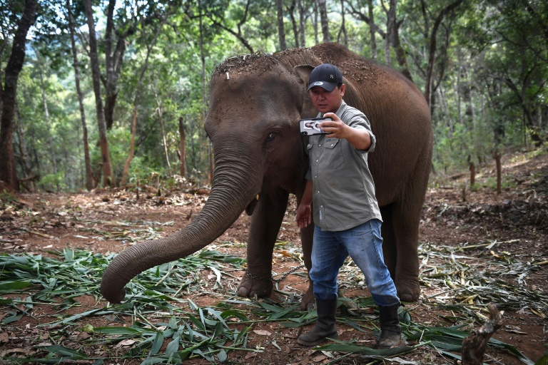 Tailandia - animales - virus - salud - epidemia - turismo