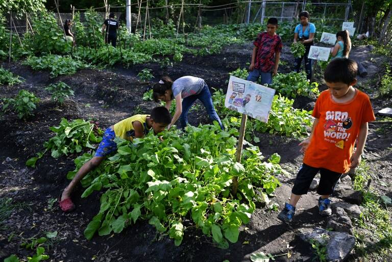 ElSalvador - agricultura - salud - virus - pandemia