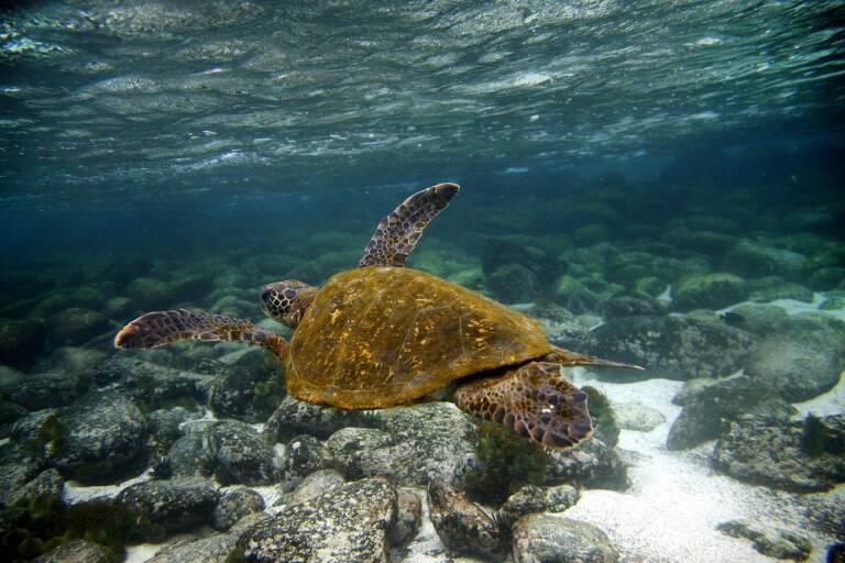 Ecuador, medioambiente, animales