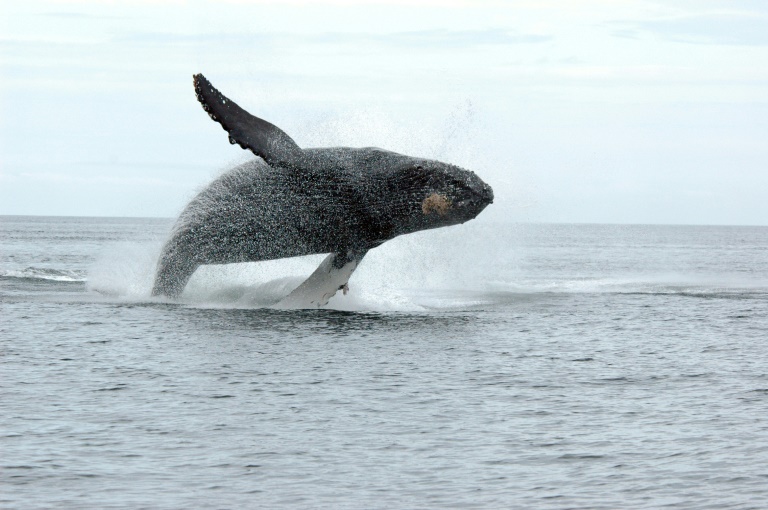 canada - environnement - animaux - baleine
