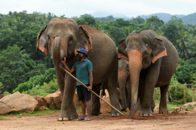 health - virus - SriLanka - animal - elephants