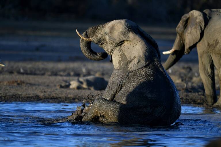 Botswana - animaux - environnement