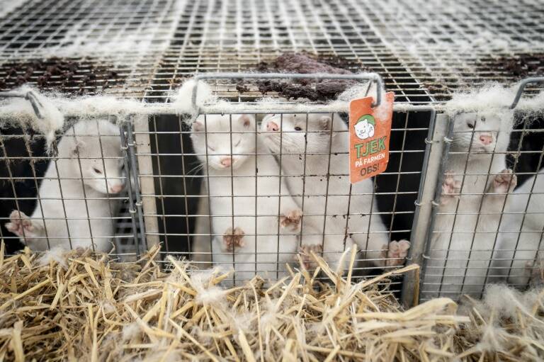 UE - animales - medioambiente - farmacéutica - ganadería - epidemia - agricultura - virus - salud