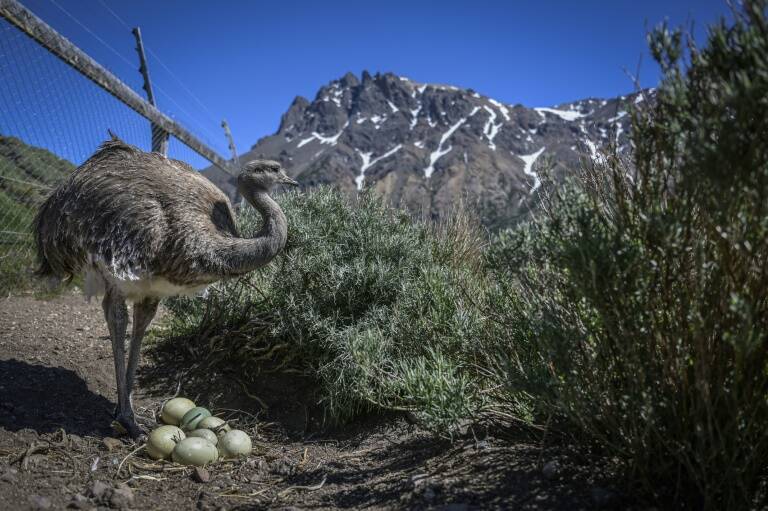Chile,animales,ecosistema