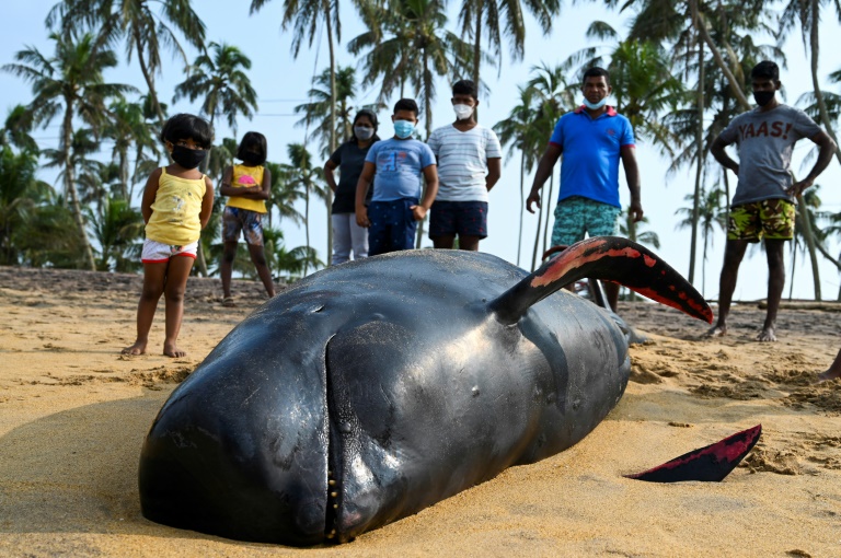 SriLanka,whales,animal,environment