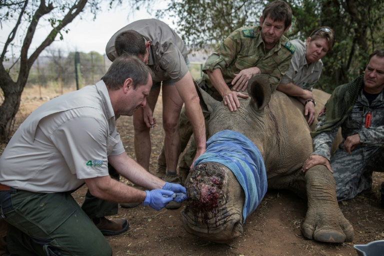 SAfrica - animal - crime - conservation - environment