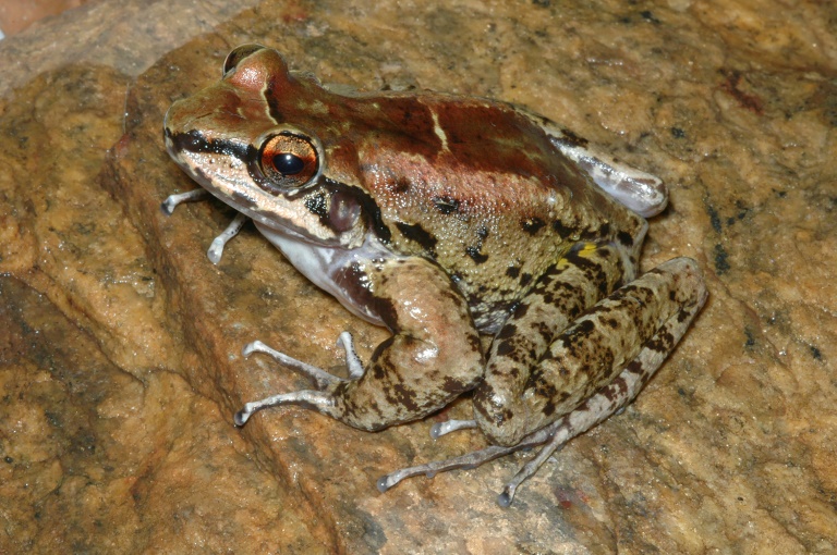 Science,animal,frog,mating,Brazil