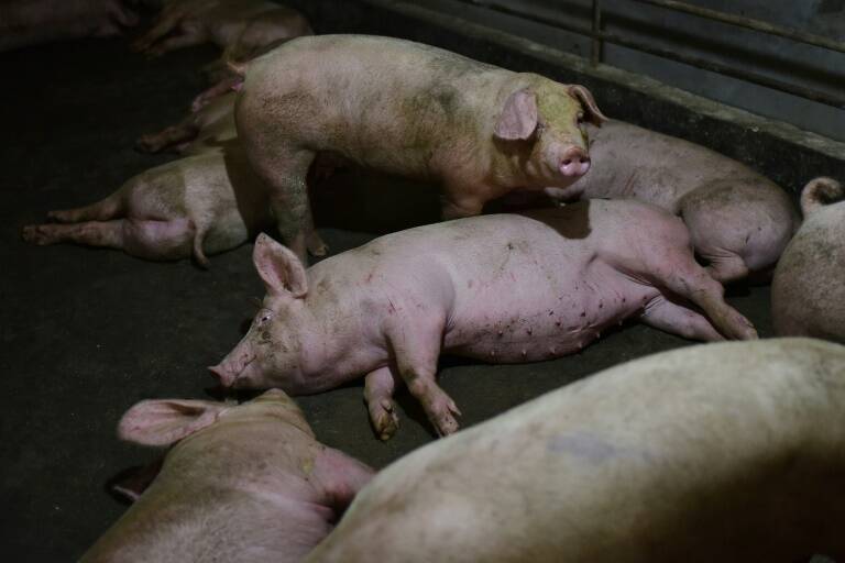 EEUU - China - animales - pandemia - medicina - virus