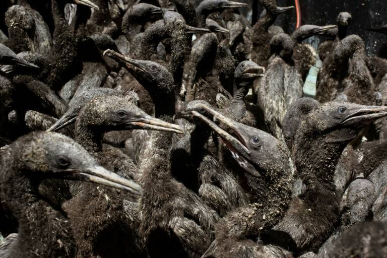 AfSud,animaux,environnement