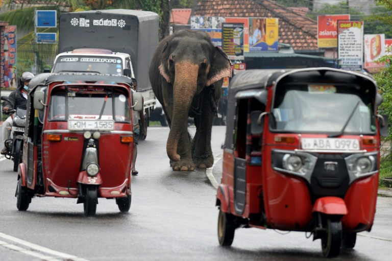 SriLanka - animal - elephants