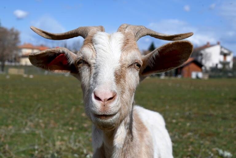 Croacia,animales,agricultura,turismo,cabras