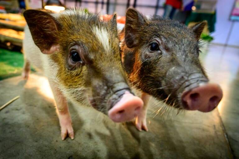 salud - ciencias - animales