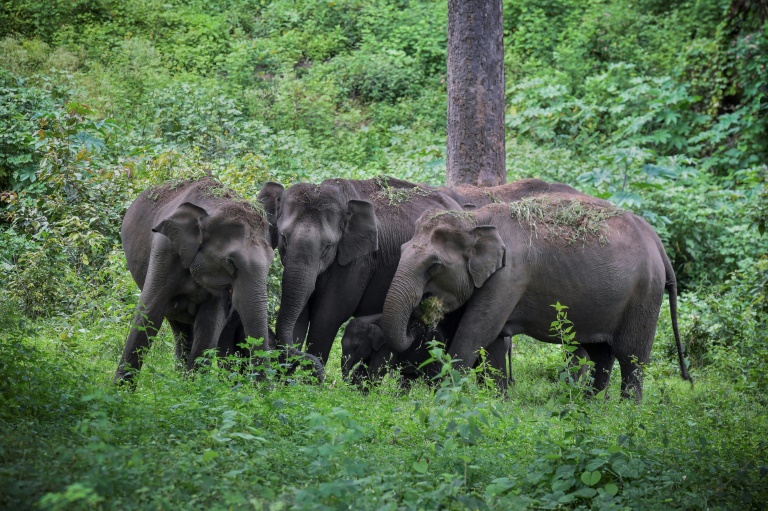 India,environment,animal,elephants