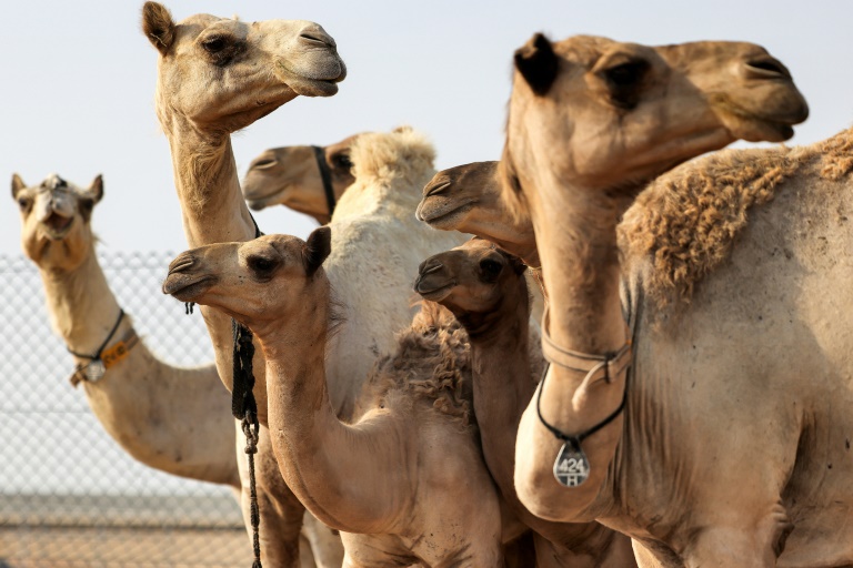 Emirats,chameaux,biologie,biotechnologie,animaux,sciences