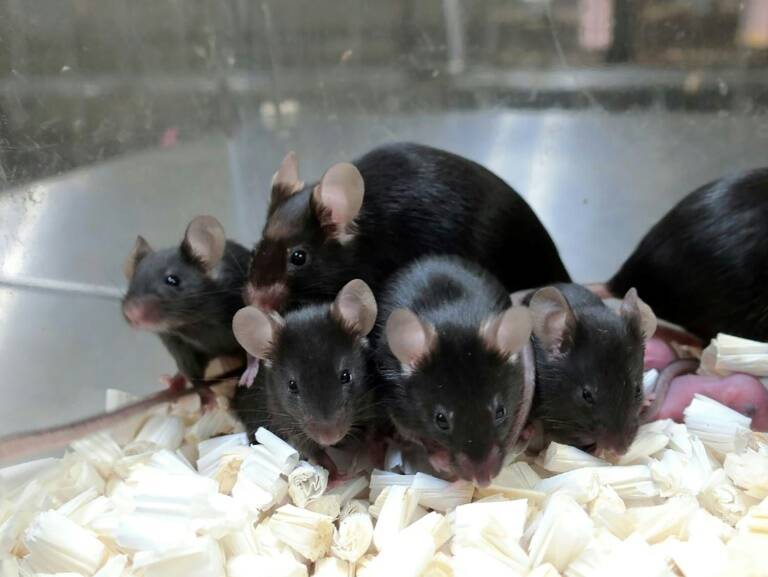 Science - space - Japan - mice