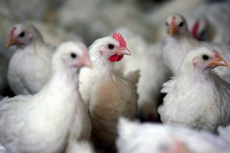 Francia - epidemia - animales - ganadería - alimentación - gobierno