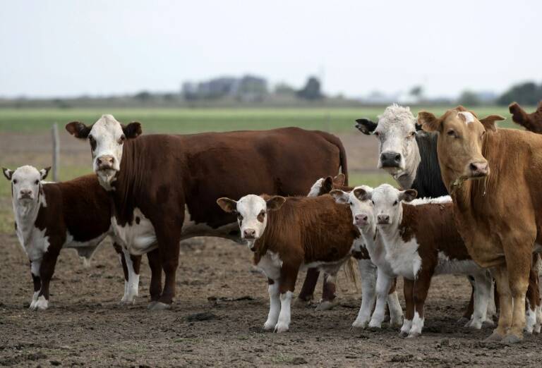 Argentina - exportaciones - materias - primas - carne - mercado - alimentos