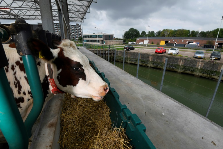 animales - clima - medioambiente - cultivos - agricultura - Holanda