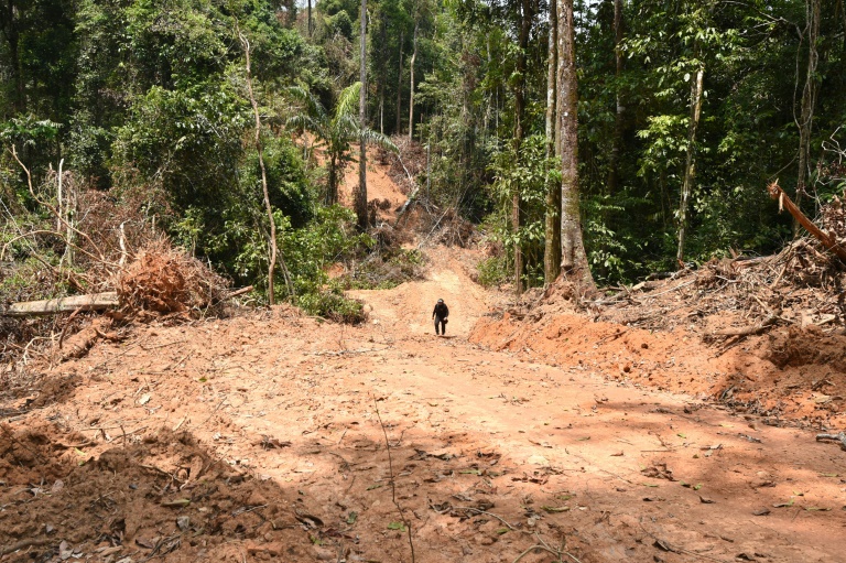 Brasil - medioambiente - gobierno - deforestacin