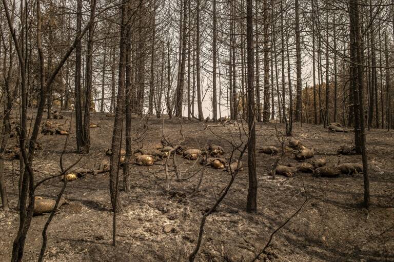 Grèce,incendie,climat