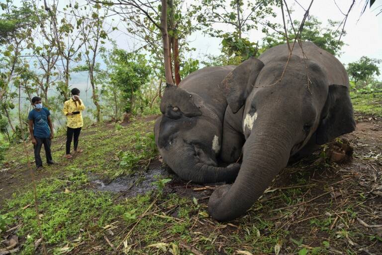 India - animales