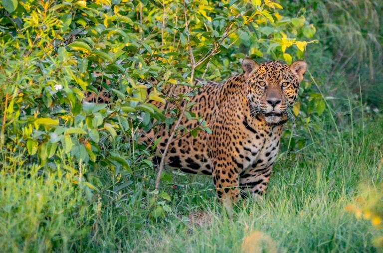 Argentina,medioambiente,yaguareté,animales