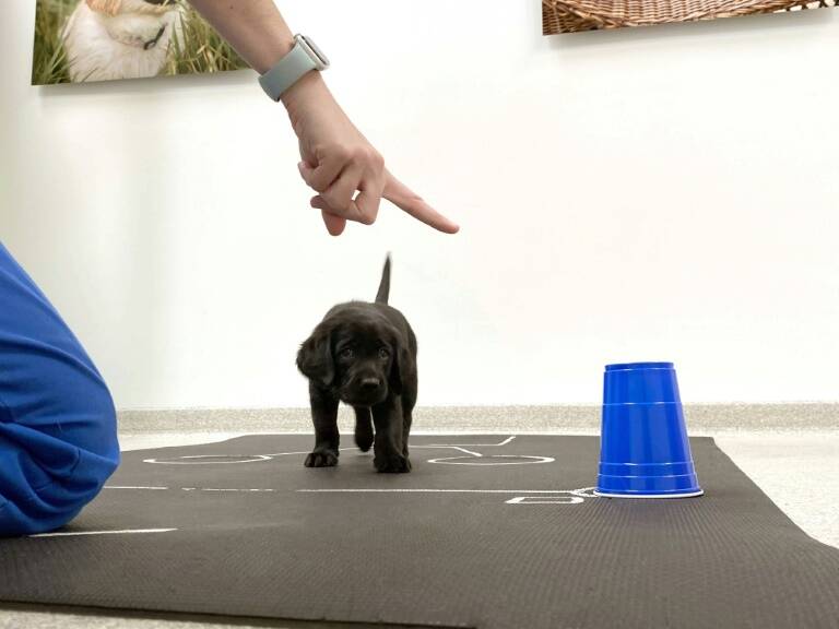 US,animal,puppies,behavior