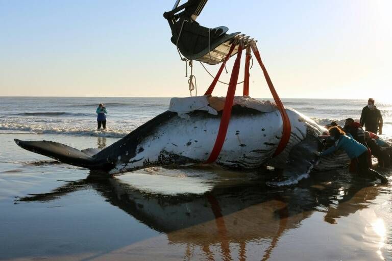Argentina,animales,ballenas,rescate,ciencias,océanos
