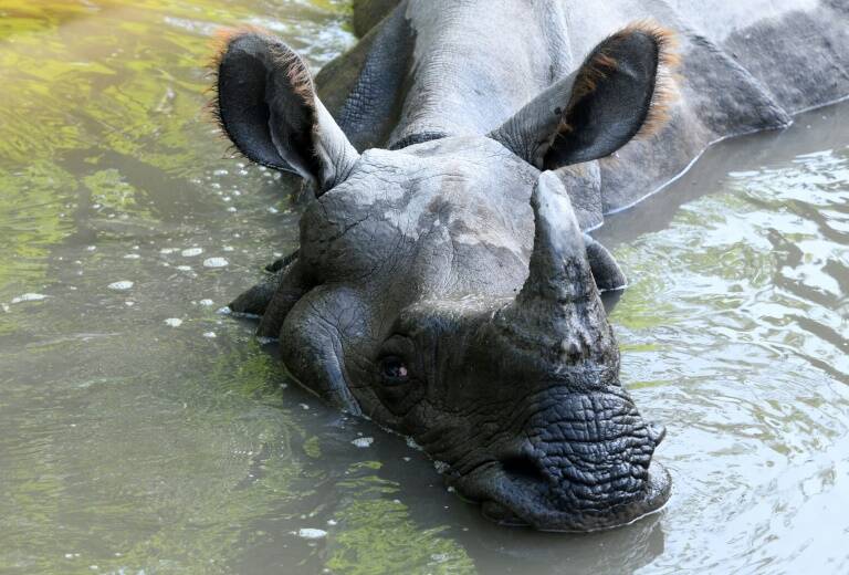 Nepal - animal - wildlife - rhino - conservation