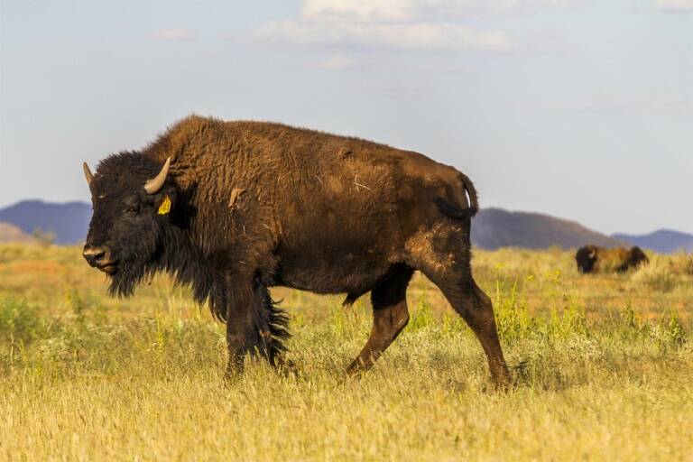 animaux,nature,chasse