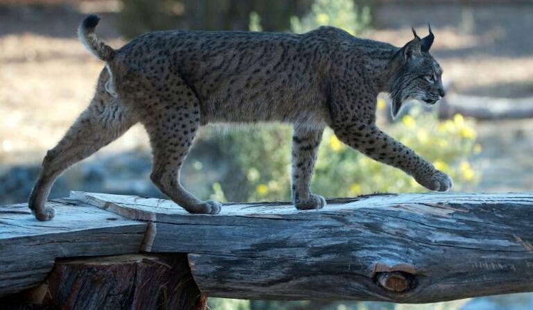 España - medioambiente - animales - naturaleza