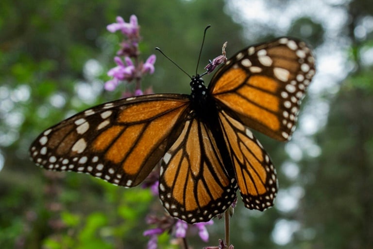 Canada - environment - butterflies