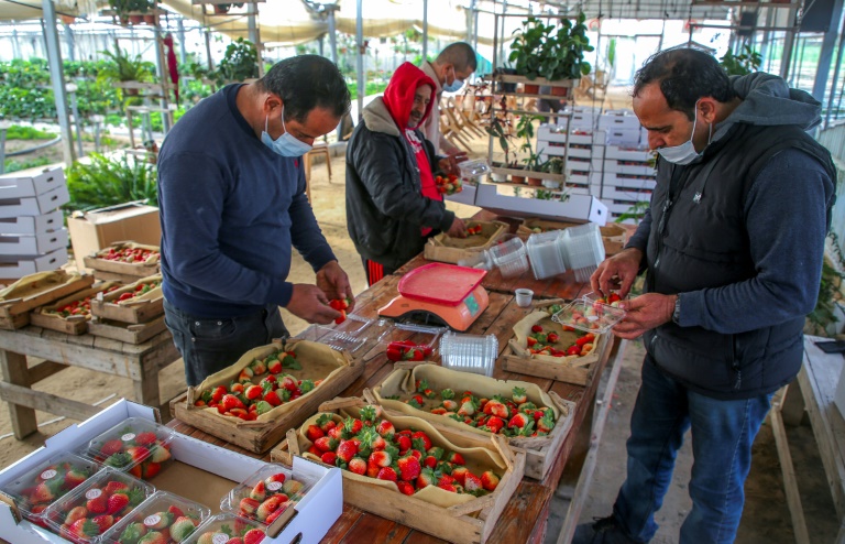 Israel - palestinos - conflicto - agricultura