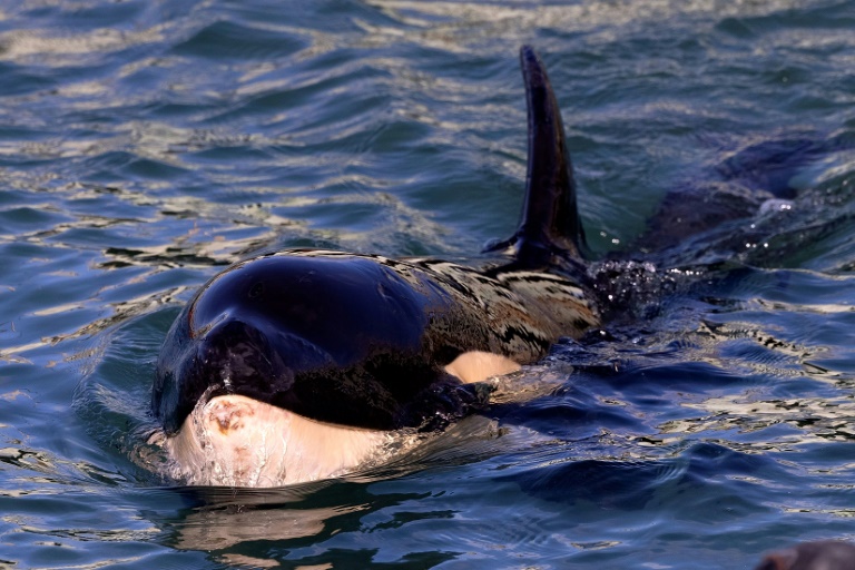 NZealand,environment,animal,orca