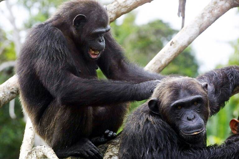Science - chimps - society - handshakes