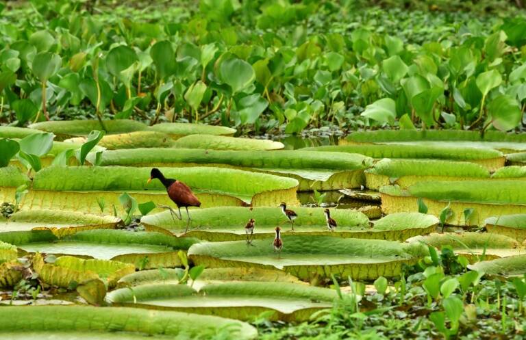 medioambiente - Paraguay - botánica - ríos