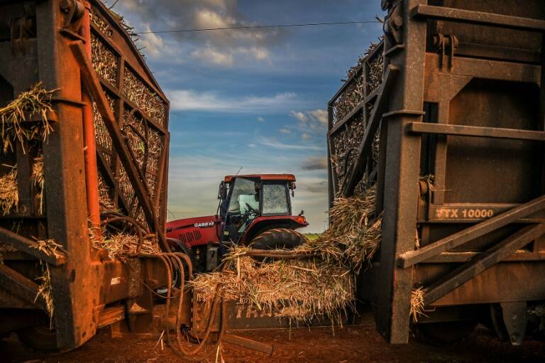 Cuba,economía,agricultura,cultivos