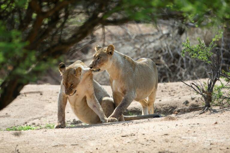 Sudáfrica - medioambiente - fauna - preservación