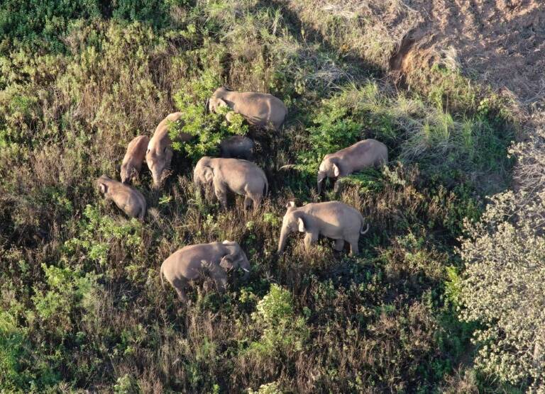 animal,environment,China,Elephant