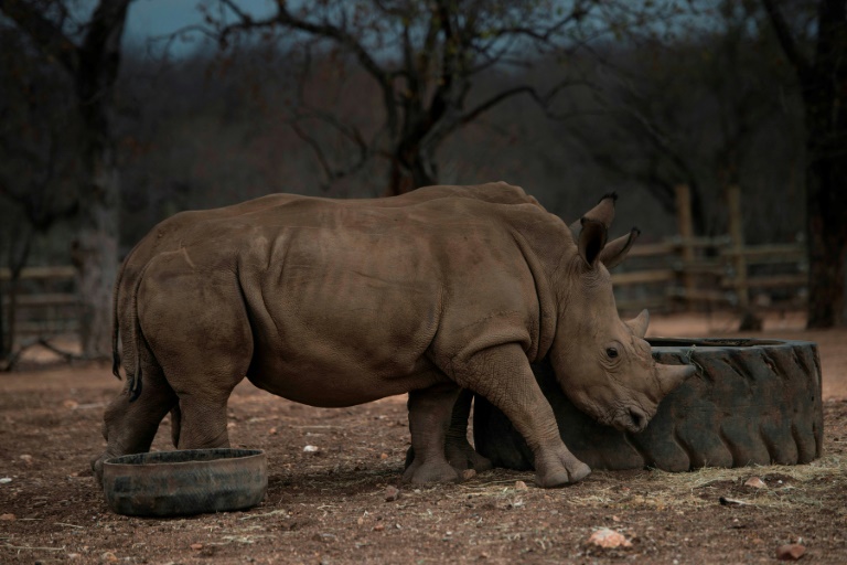 SAfrica,IT,technology,NFT,animal,conservation,rhino