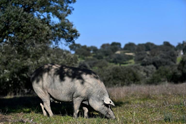 Espaa,animales,polica,ciencia