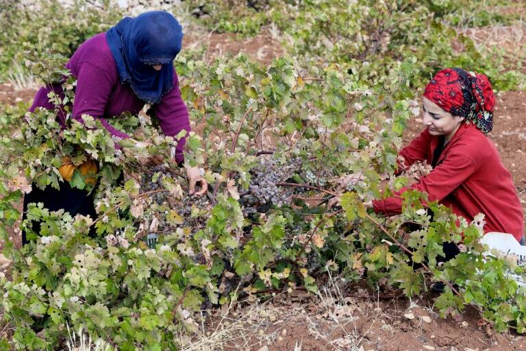 Turquía,asirios,historia,cultura,agricultura,minorías,vino