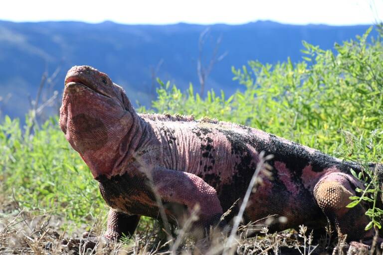 Ecuador,animales,medioambiente